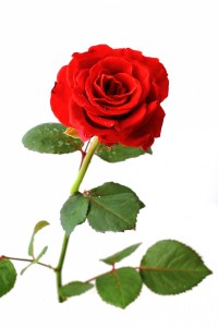 美しい赤いバラ